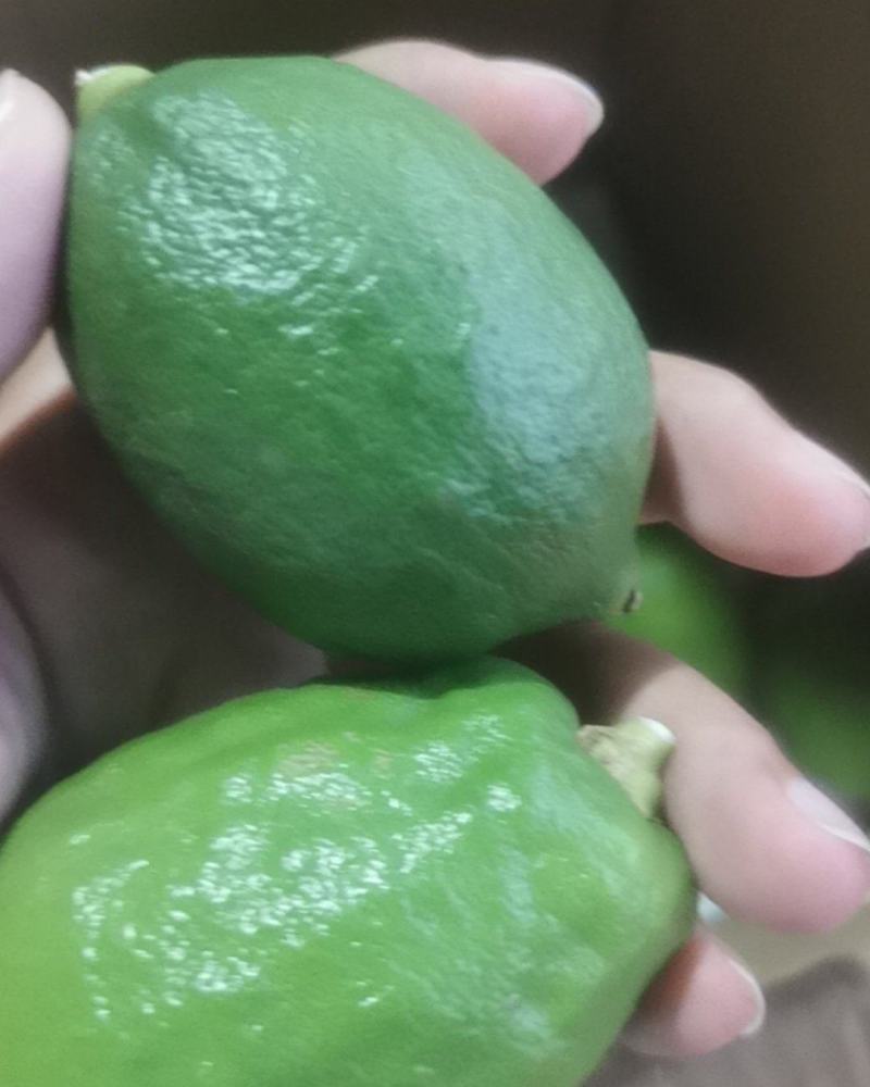 广东香水柠檬