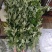 端午节艾草花束（蕲艾）/5根一束