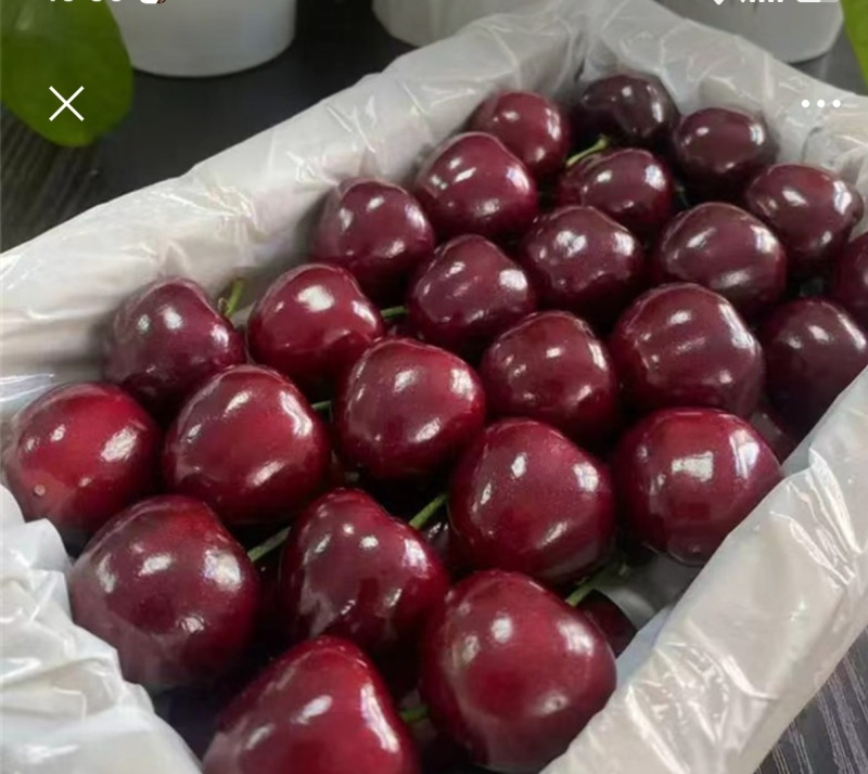 大樱桃