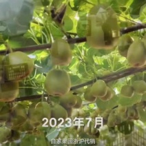 自销湘西凤凰猕猴桃红心猕猴桃代购猕猴桃