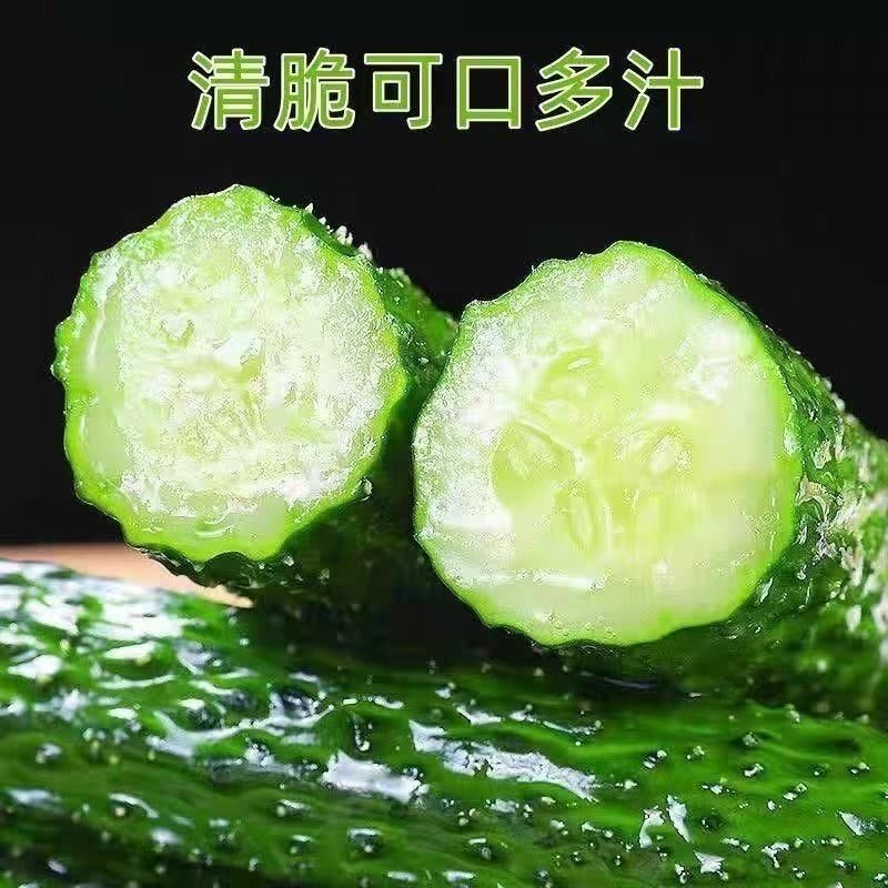 河南黄瓜应季农家绿心自种蔬菜带刺批发现摘整箱黄瓜当季