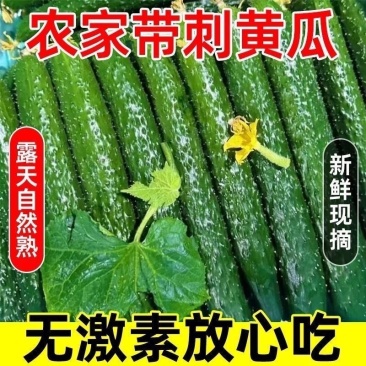 河南黄瓜应季农家绿心自种蔬菜带刺批发现摘整箱黄瓜当季