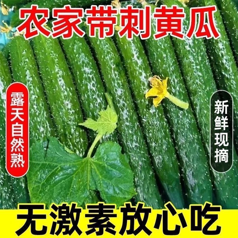 河南黄瓜应季农家绿心自种蔬菜带刺批发现摘整箱黄瓜当季