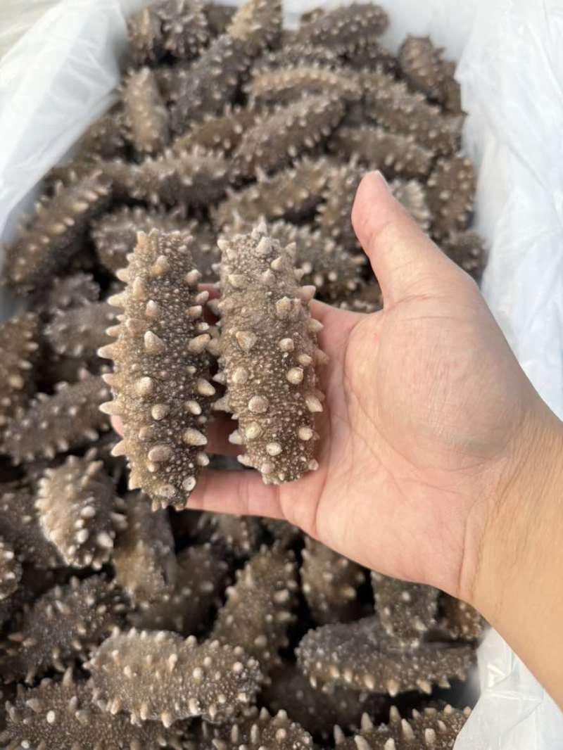 海参
