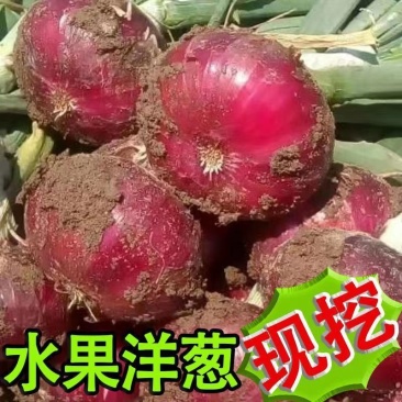 2026新鲜洋葱水果洋葱二红洋葱现挖现发紫红洋葱水果洋葱皮牙