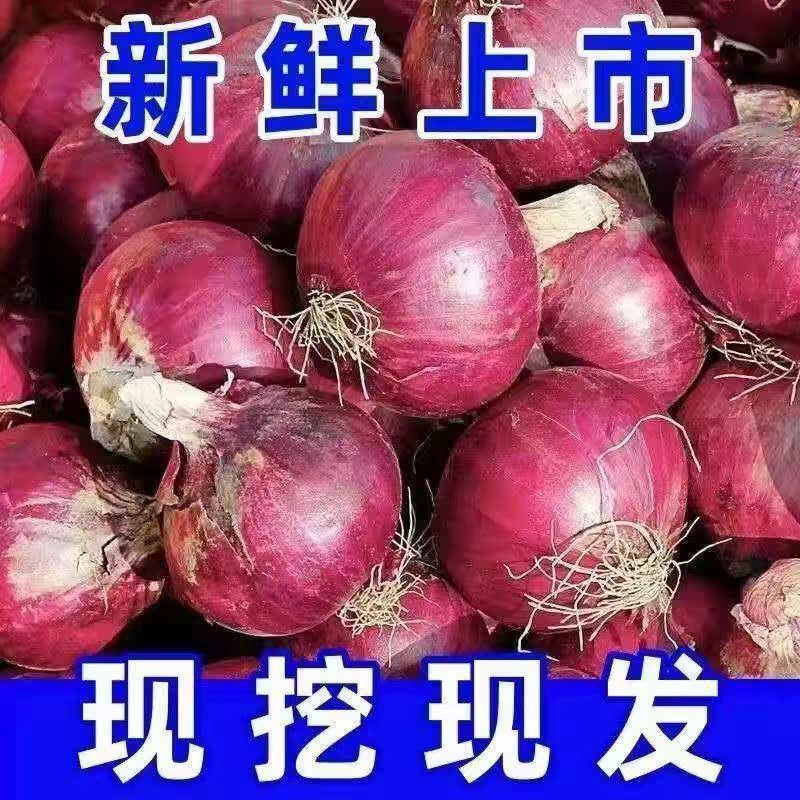 2026新鲜洋葱水果洋葱二红洋葱现挖现发紫红洋葱水果洋葱皮牙