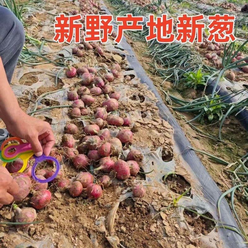 2026新鲜洋葱水果洋葱二红洋葱现挖现发紫红洋葱水果洋葱皮牙