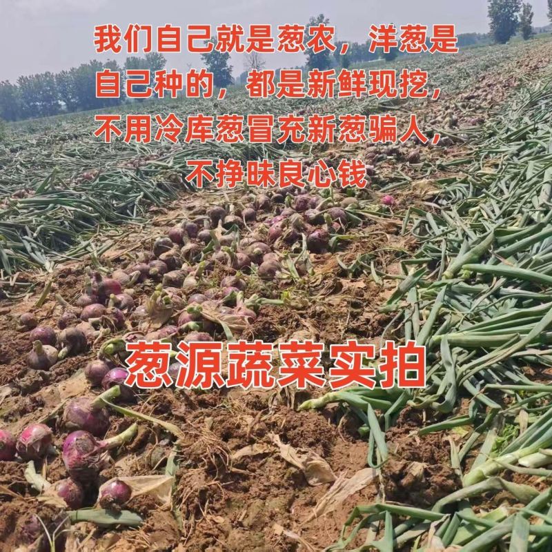 2026新鲜洋葱水果洋葱二红洋葱现挖现发紫红洋葱水果洋葱皮牙