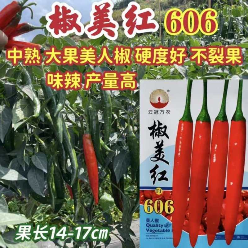 椒美红606中熟杂交大果美人椒种子红果鲜亮硬度好不裂果味辣高