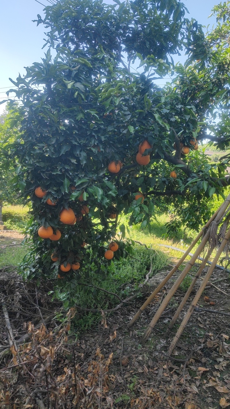 蒲江青见橘子