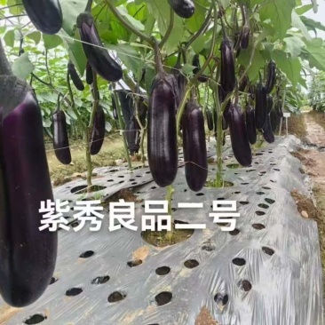 紫秀良品二号中熟烧烤茄种子深紫红头尾均匀钝圆底肉白细腻硬度好