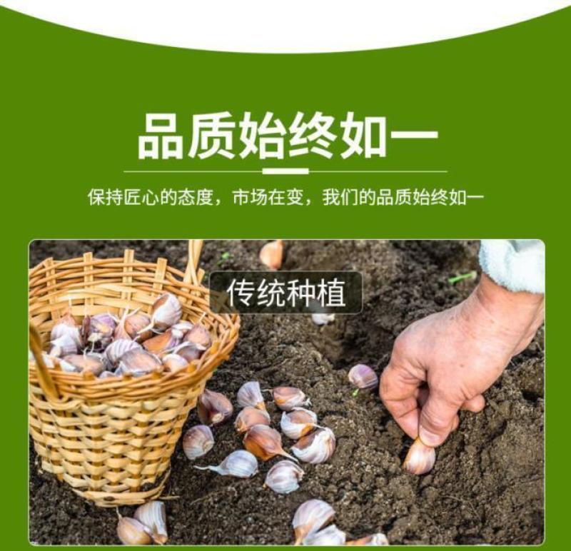 紫皮大蒜精品净蒜毛蒜量大产地货源充足真诚服务。