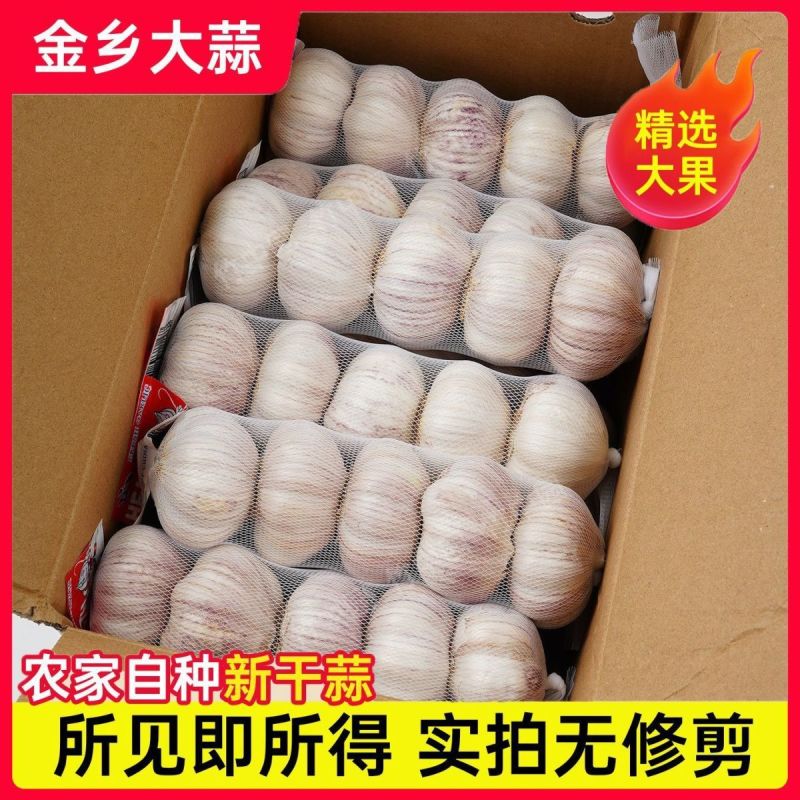 紫皮大蒜精品净蒜毛蒜量大产地货源充足真诚服务。