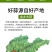 紫皮大蒜精品净蒜毛蒜量大产地货源充足真诚服务。