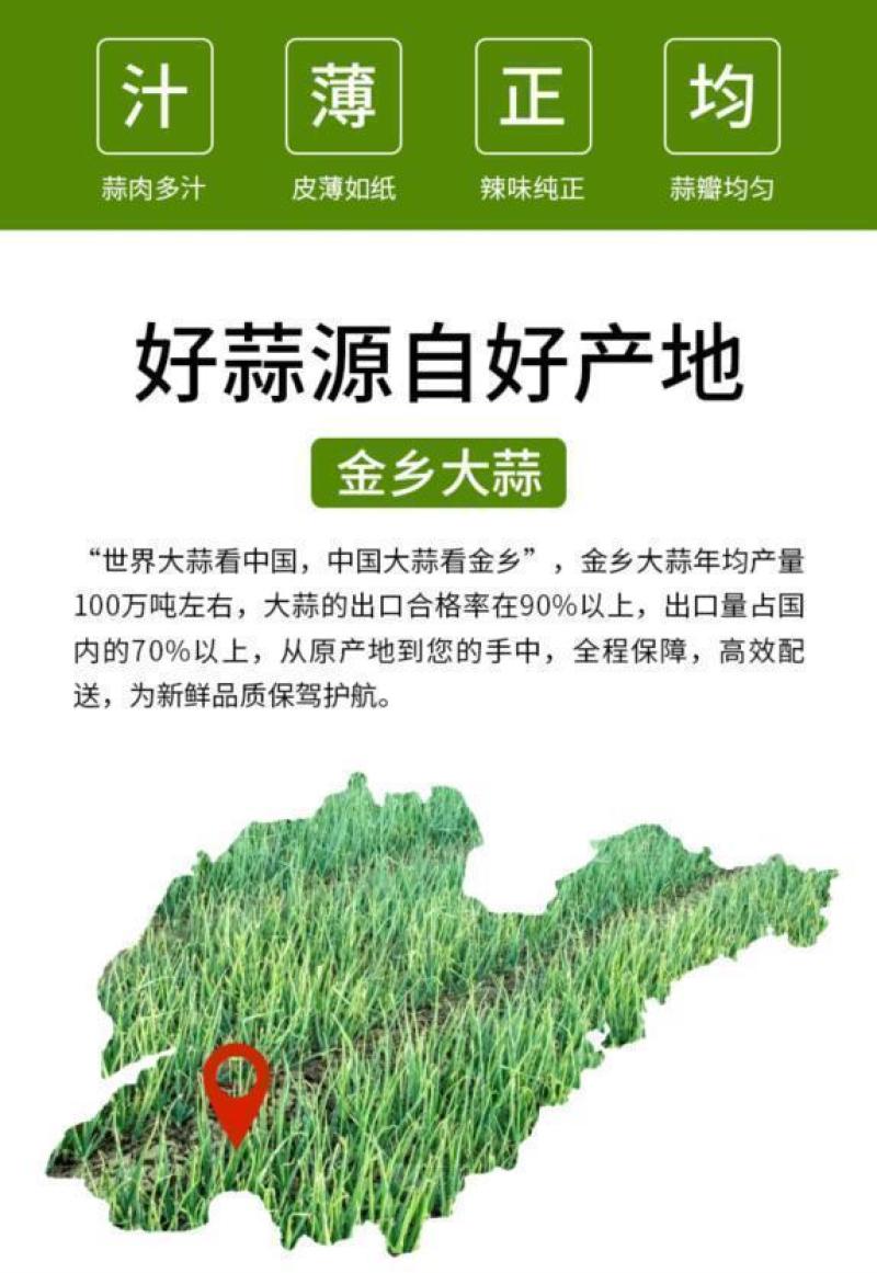紫皮大蒜精品净蒜毛蒜量大产地货源充足真诚服务。