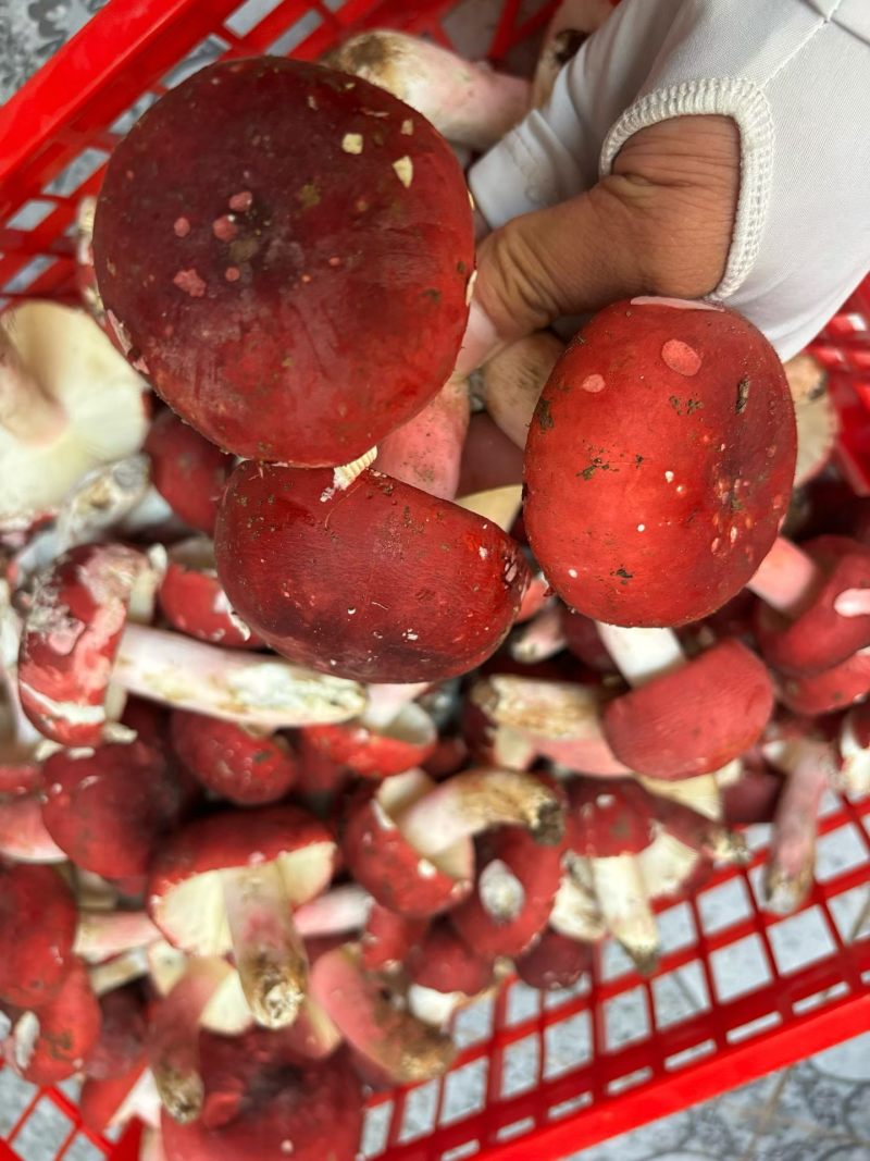 ***野生红菇！精品，价格便宜上车