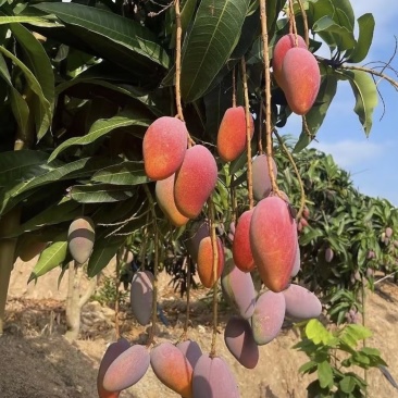 贵妃芒，金煌芒，大青芒大量有货支持整车发货，一件代发持续接单