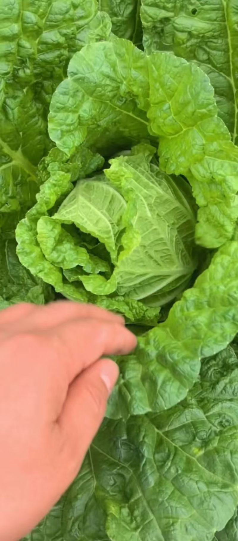 威宁大白菜