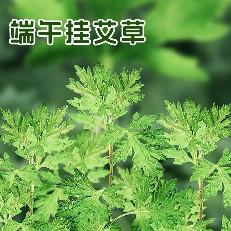 整棵新鲜艾草端午插门艾祈福现割现发五月艾草叶菖蒲悬挂门窗