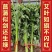 整棵新鲜艾草端午插门艾祈福现割现发五月艾草叶菖蒲悬挂门窗