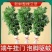 整棵新鲜艾草端午插门艾祈福现割现发五月艾草叶菖蒲悬挂门窗