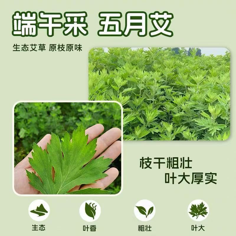整棵新鲜艾草端午插门艾祈福现割现发五月艾草叶菖蒲悬挂门窗