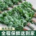 整棵新鲜艾草端午插门艾祈福现割现发五月艾草叶菖蒲悬挂门窗