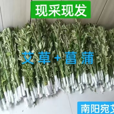 整棵新鲜艾草端午插门艾祈福现割现发五月艾草叶菖蒲悬挂门窗