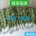 整棵新鲜艾草端午插门艾祈福现割现发五月艾草叶菖蒲悬挂门窗