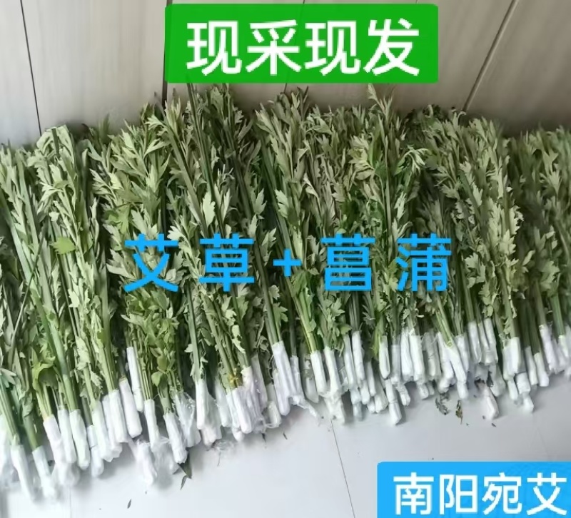 整棵新鲜艾草端午插门艾祈福现割现发五月艾草叶菖蒲悬挂门窗