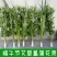 整棵新鲜艾草端午插门艾祈福现割现发五月艾草叶菖蒲悬挂门窗