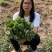 整棵新鲜艾草端午插门艾祈福现割现发五月艾草叶菖蒲悬挂门窗
