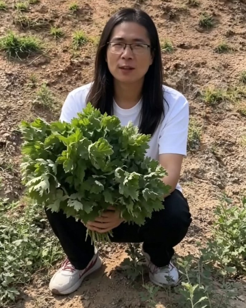 整棵新鲜艾草端午插门艾祈福现割现发五月艾草叶菖蒲悬挂门窗