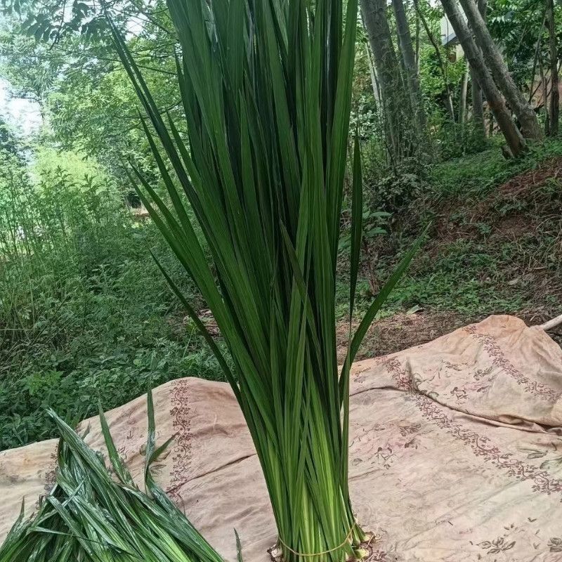 水菖蒲端午节新鲜艾草