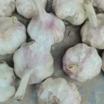 大蒜，大概有一二百袋