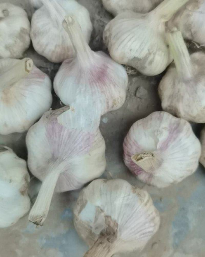 大蒜，大概有一二百袋