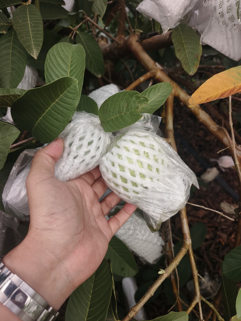 芭乐番石榴