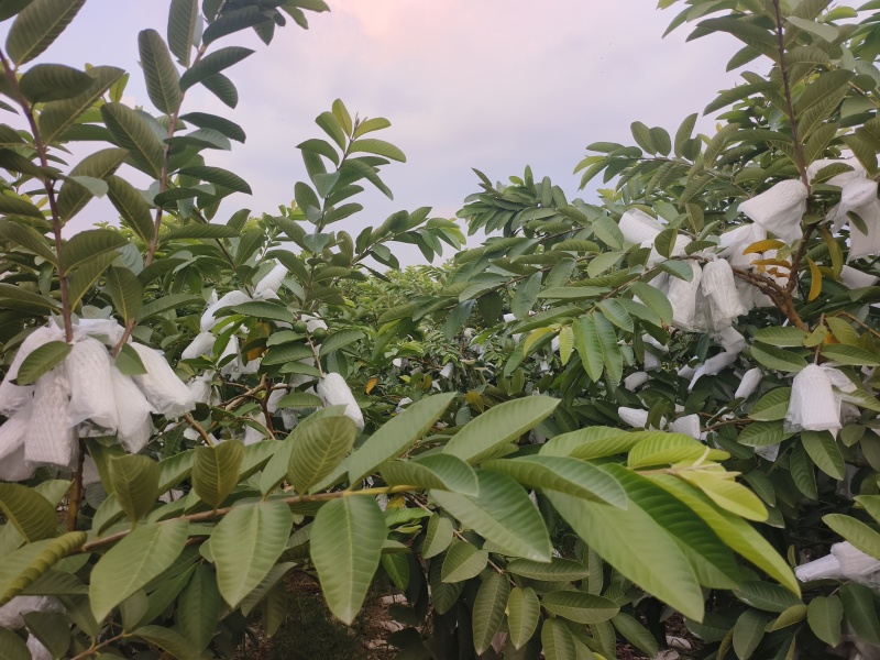 芭乐番石榴