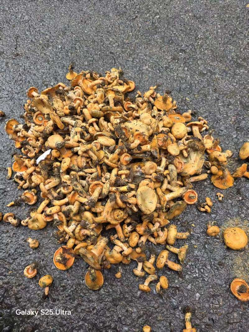 野生枞菌