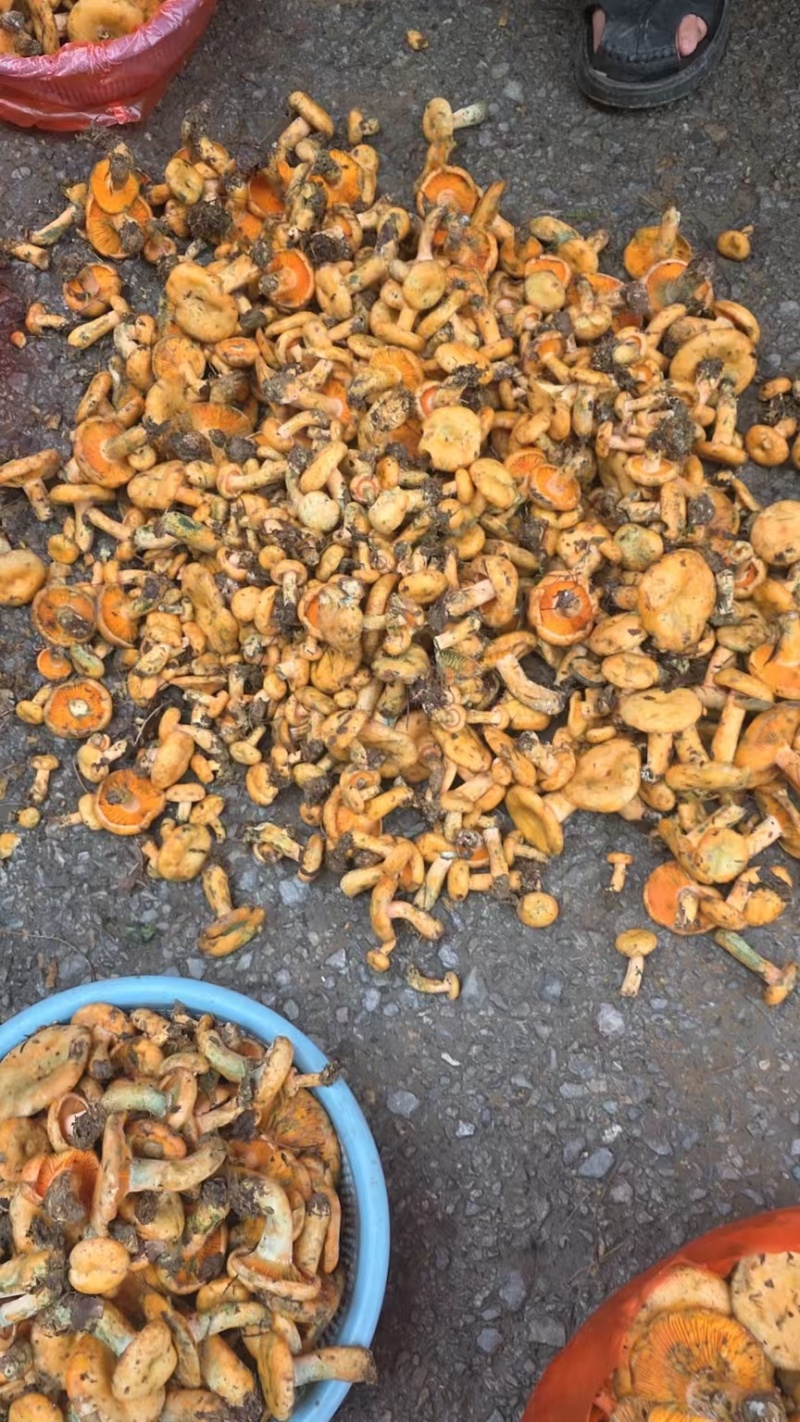 野生枞菌