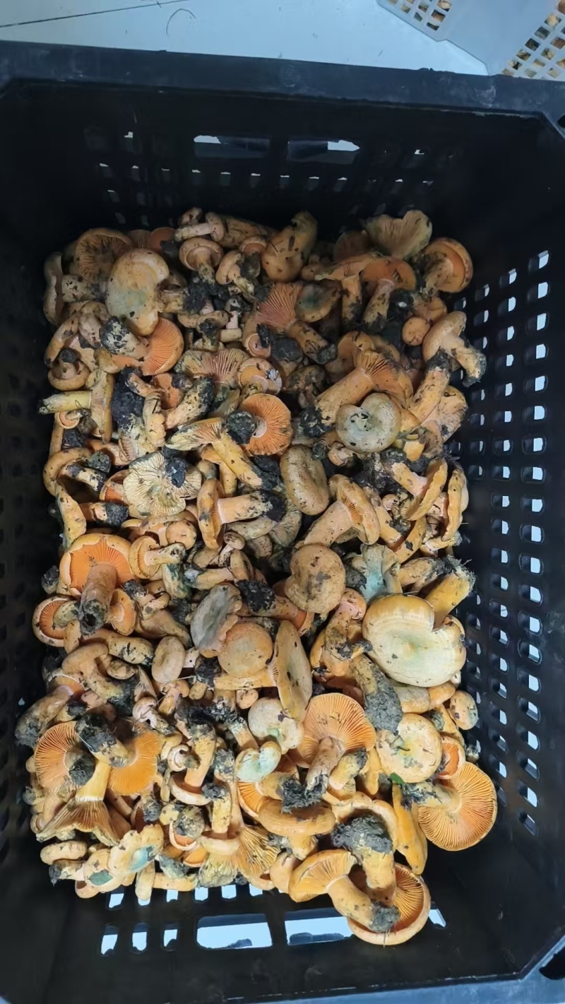 野生枞菌