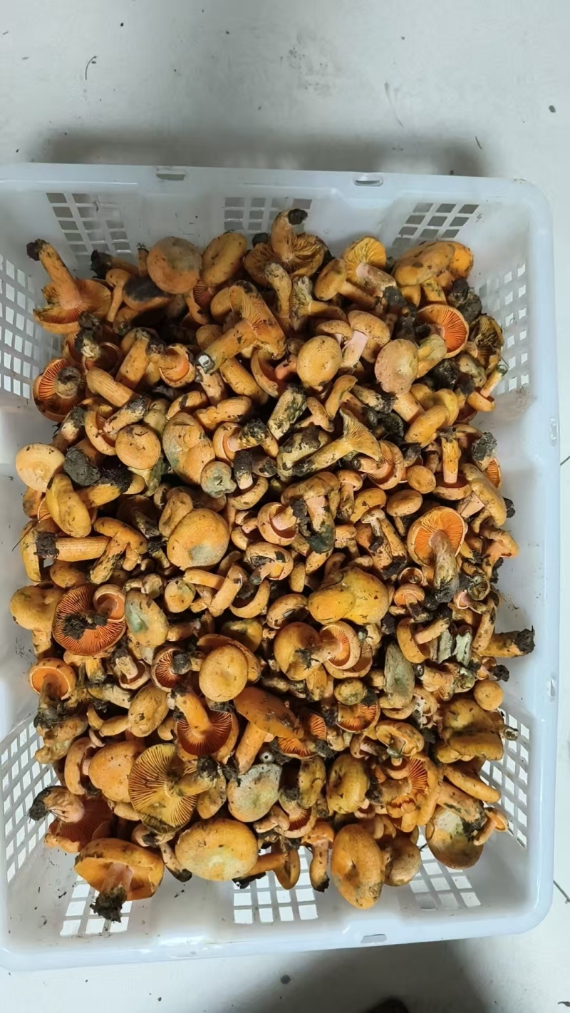 野生枞菌