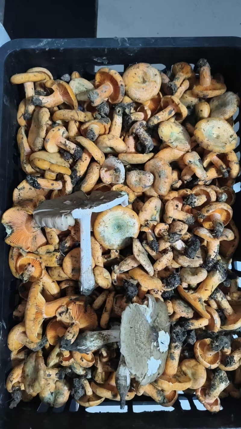 野生枞菌
