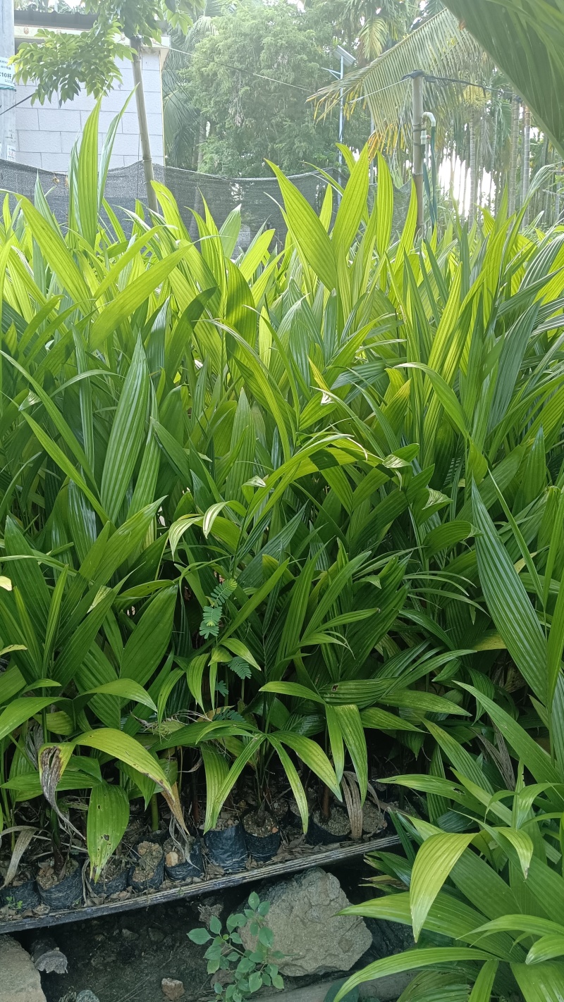 出售乐东槟榔苗阳光苗4-5叶