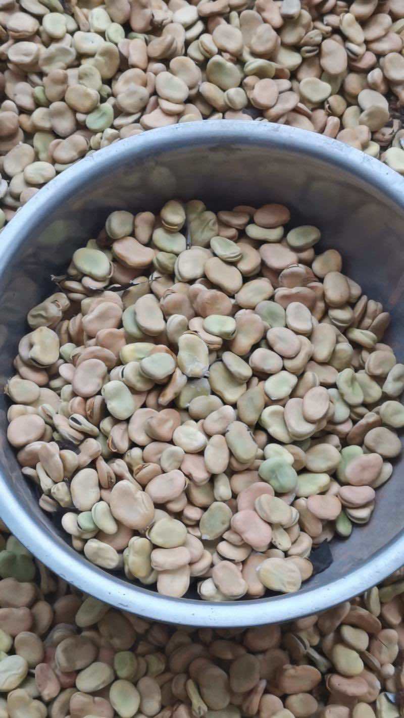 四川干蚕豆粒养殖蚕豆食品加工胡豆兰花豆可开发票
