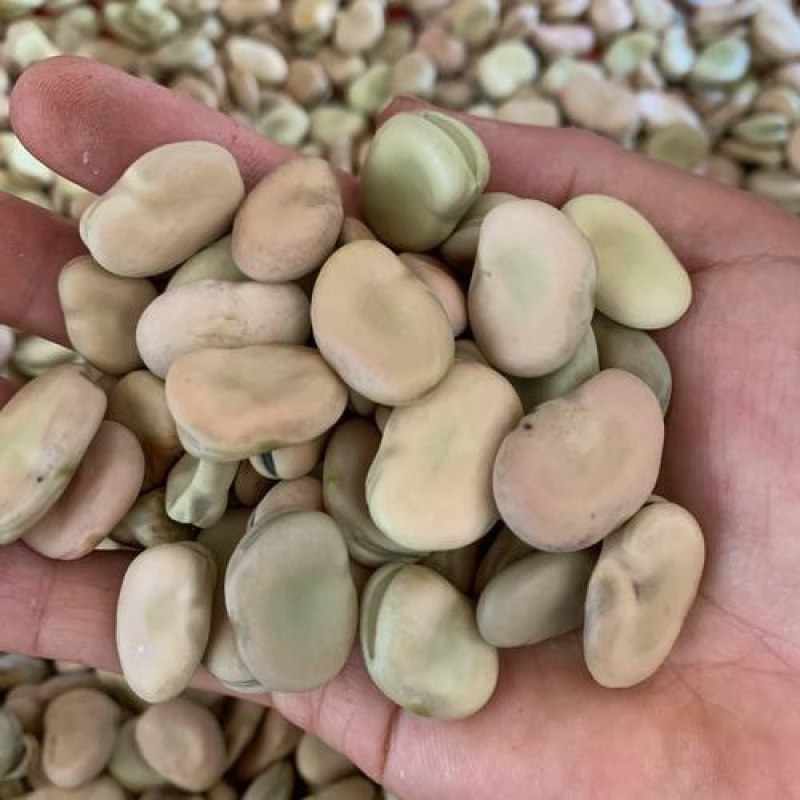 四川干蚕豆粒养殖蚕豆食品加工胡豆兰花豆可开发票