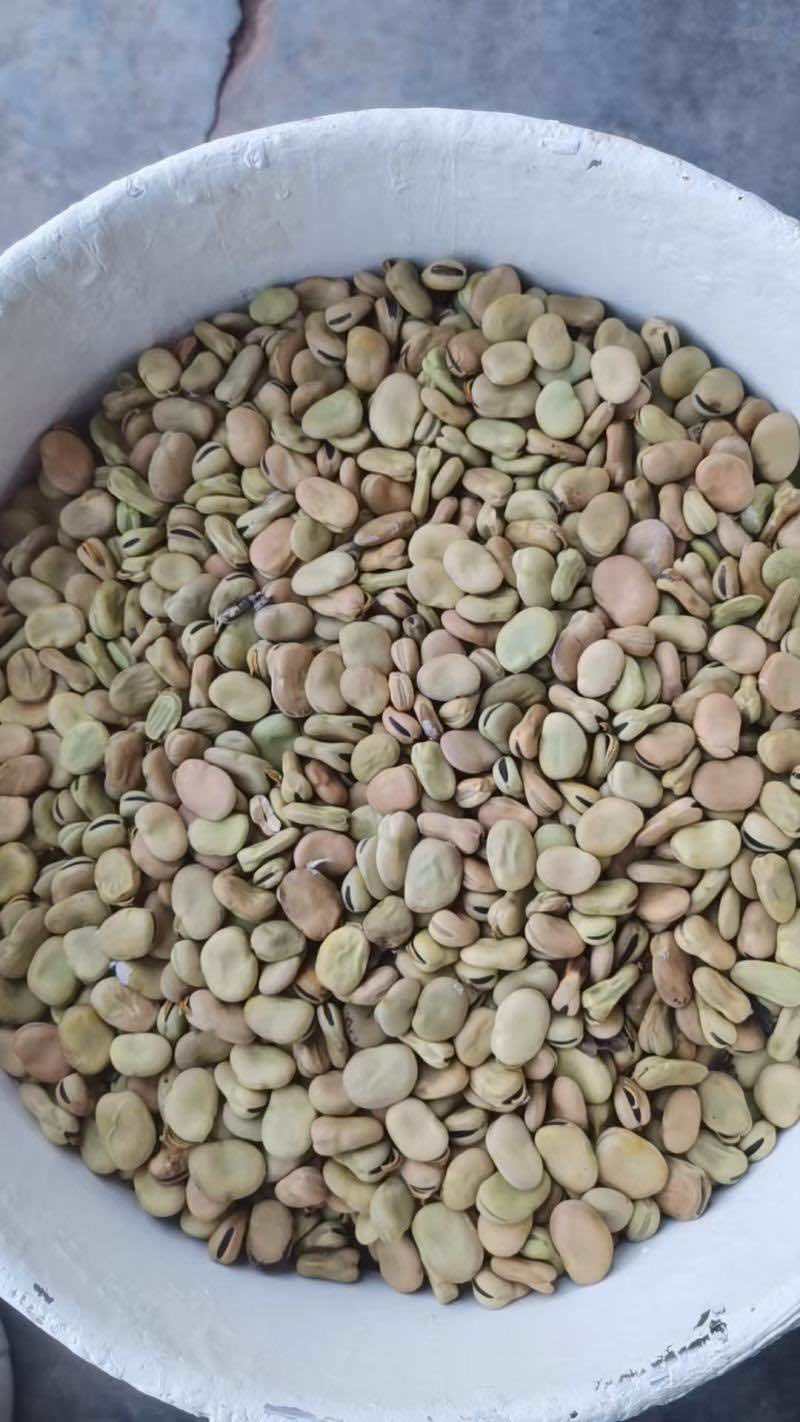 四川干蚕豆粒养殖蚕豆食品加工胡豆兰花豆可开发票