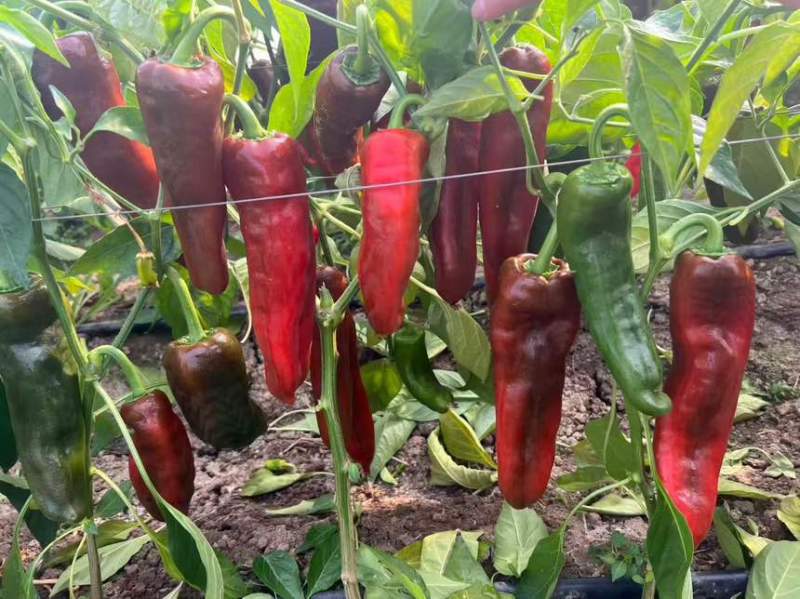 大家族红果专用牛角椒种子**新一代1000粒