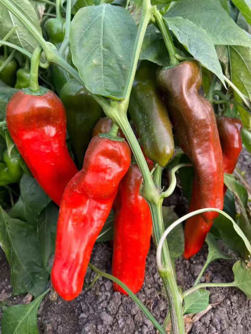 大家族红果专用牛角椒种子**新一代1000粒