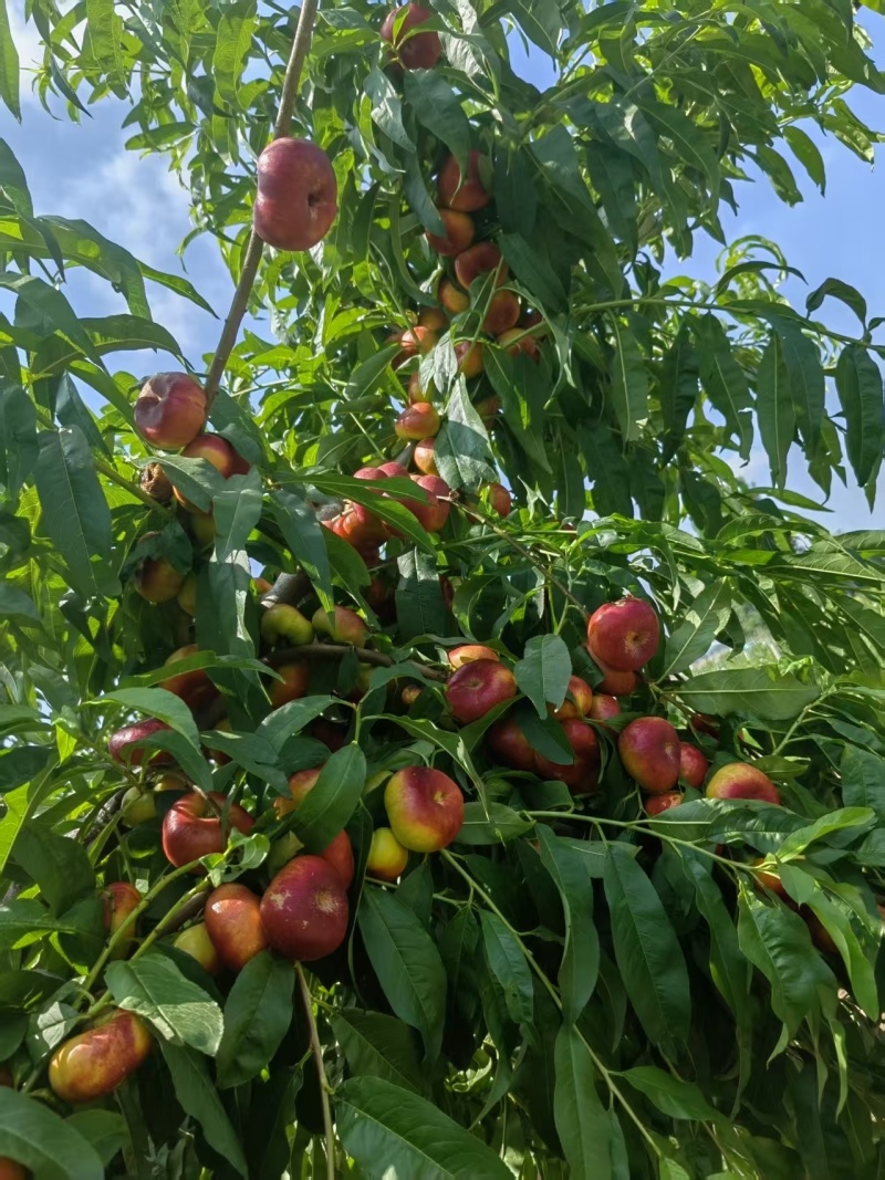 河北广宗金钱蟠桃